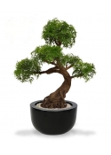 Albero artificiale Ming Aralia Bonsai su base 90cm - verde - resistente ai raggi UV