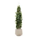 Pianta artificiale di edera rampicante Deluxe 130cm
