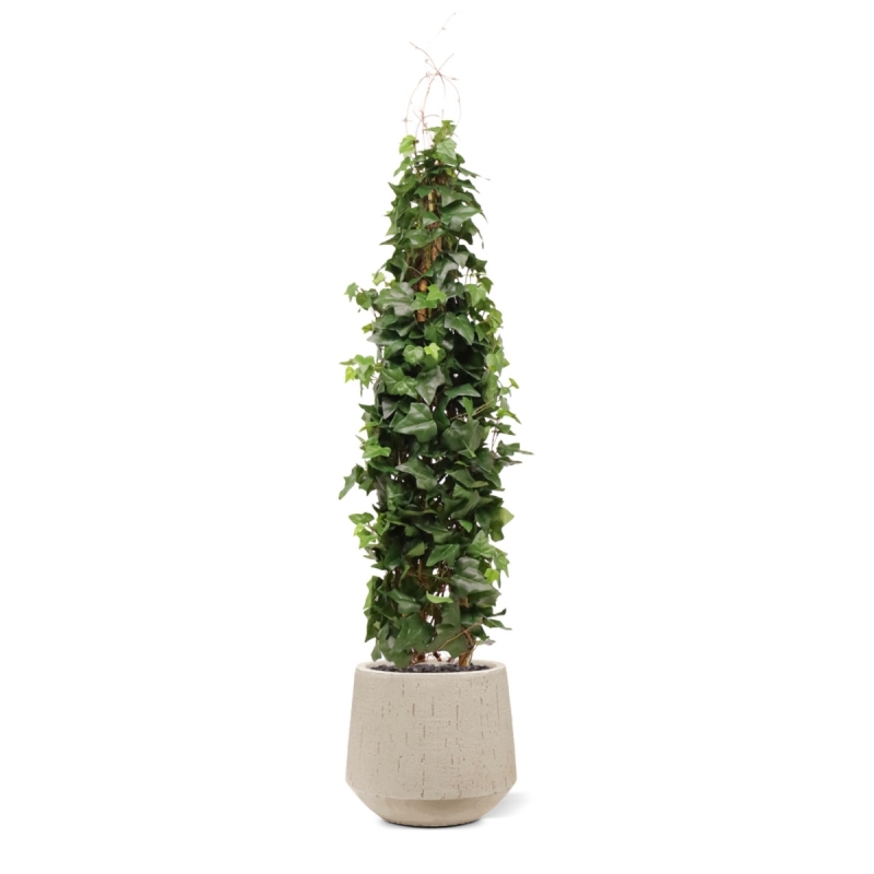 Pianta artificiale di edera rampicante Deluxe 130cm