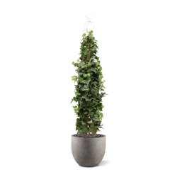 Pianta artificiale di edera rampicante Deluxe 130cm