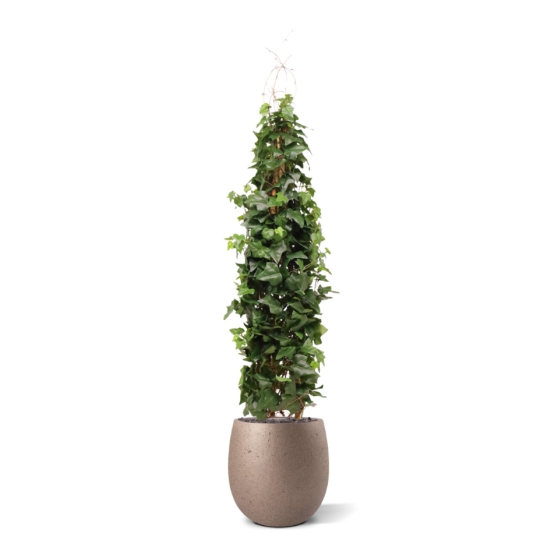 Pianta artificiale di edera rampicante Deluxe 130cm