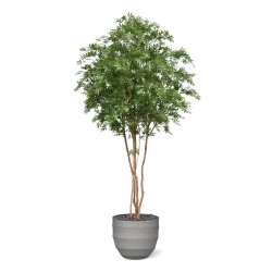 Albero Acer Giapponese Deluxe Artificiale 325cm Verde