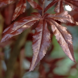 Albero Acer Giapponese Deluxe Artificiale 325cm Borgogna