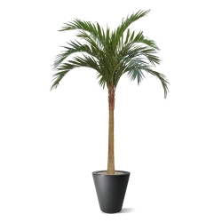 Palma artificiale Majesty x10 YG-Trunk 300cm