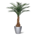 Palma artificiale Phoenix deluxe 180 cm