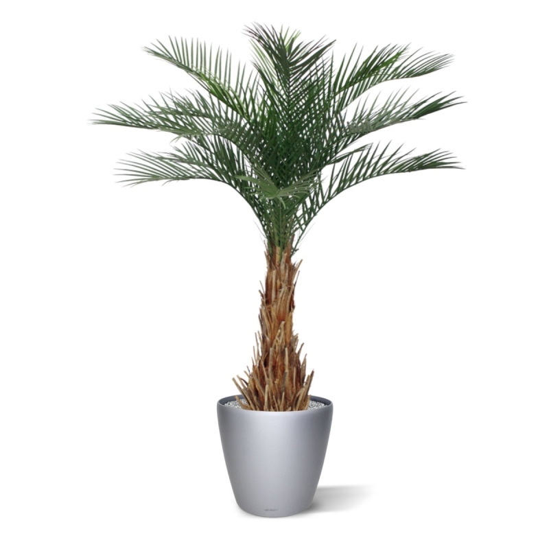 Palma artificiale Phoenix deluxe 180 cm