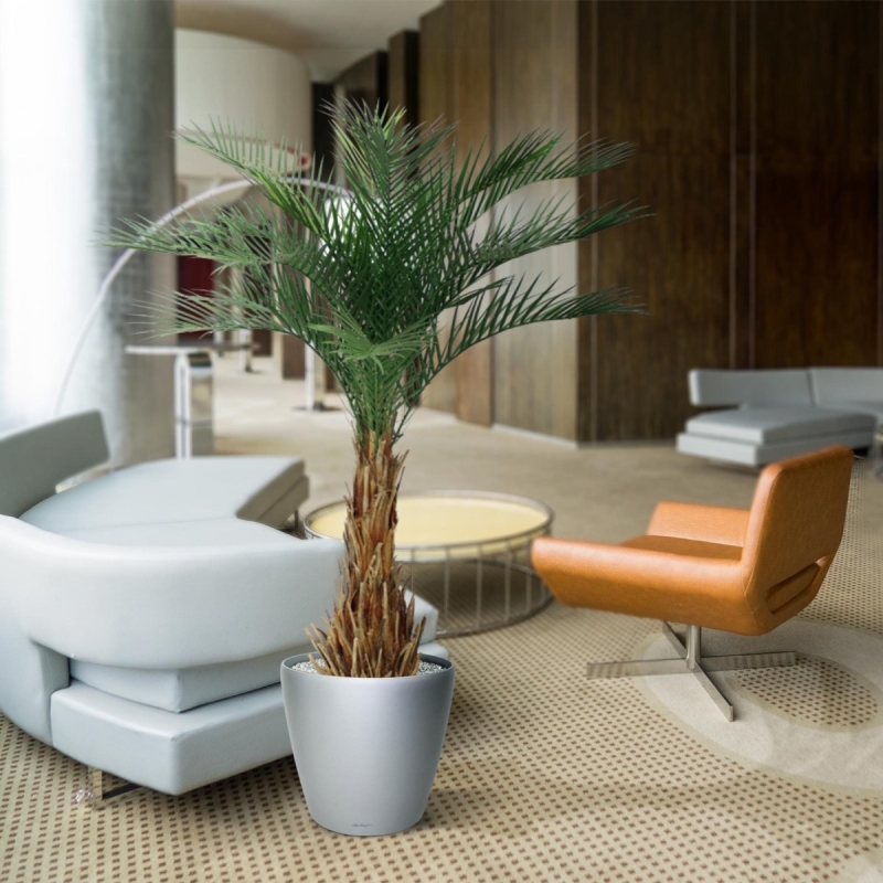 Palma artificiale Phoenix deluxe 180 cm