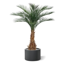 Palma artificiale Phoenix deluxe 180 cm