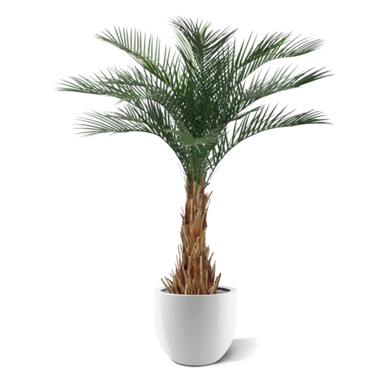 Palma artificiale Phoenix deluxe 180 cm