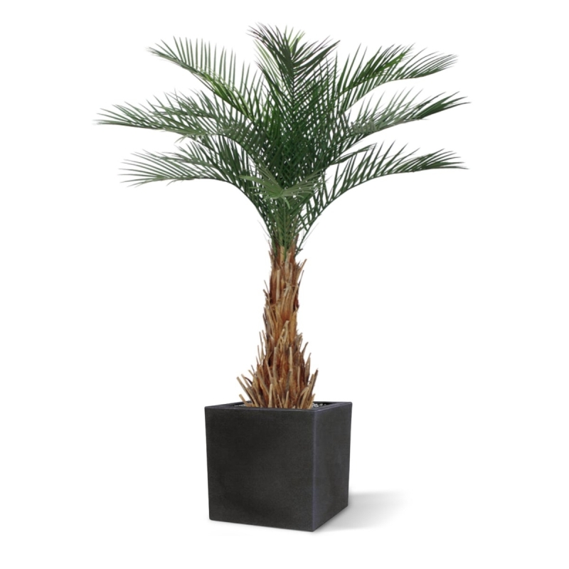 Palma artificiale Phoenix deluxe 180 cm