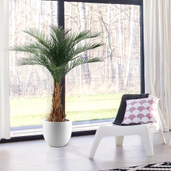 Palma artificiale Phoenix deluxe 180 cm