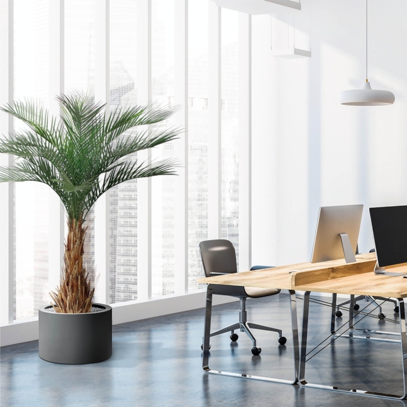 Palma artificiale Phoenix deluxe 180 cm