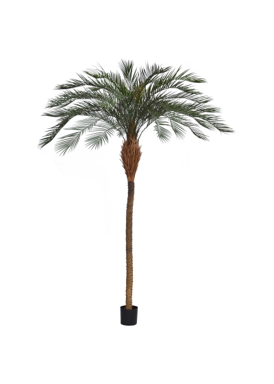 Phoenix Palm Deluxe OD 300 cm