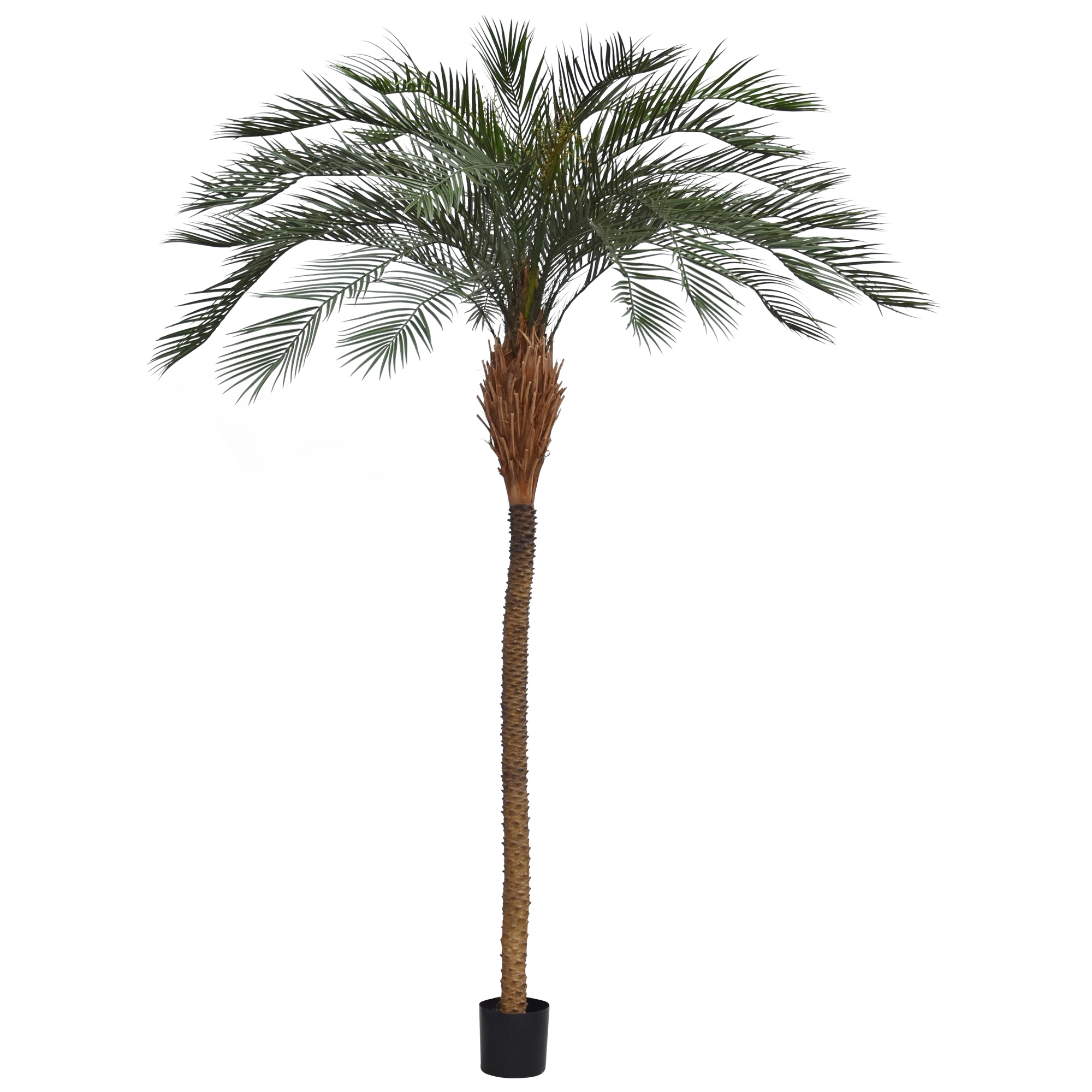Phoenix Palm Deluxe OD 300 cm