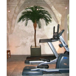 Phoenix Palm Deluxe OD 300 cm