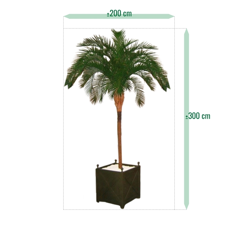 Phoenix Palm Deluxe OD 300 cm