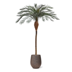 Phoenix Palm Deluxe OD 300 cm