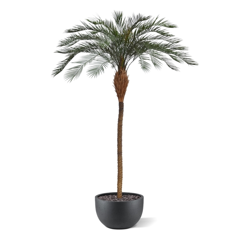 Phoenix Palm Deluxe OD 300 cm