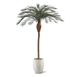 Phoenix Palm Deluxe OD 300 cm