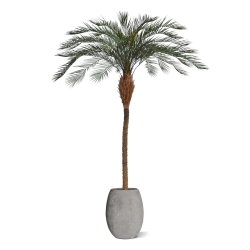 Phoenix Palm Deluxe OD 300 cm