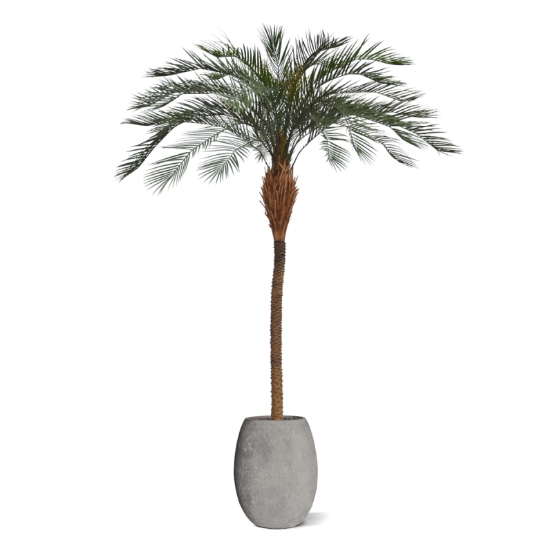 Phoenix Palm Deluxe OD 300 cm