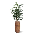 Palma artificiale Fishtail XL deluxe 190 cm