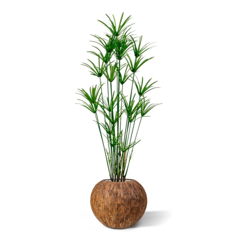 Pianta artificiale Papyrus deluxe 175 cm