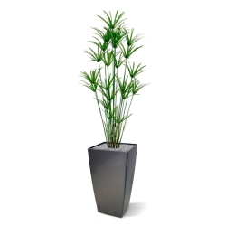 Pianta artificiale Papyrus deluxe 175 cm