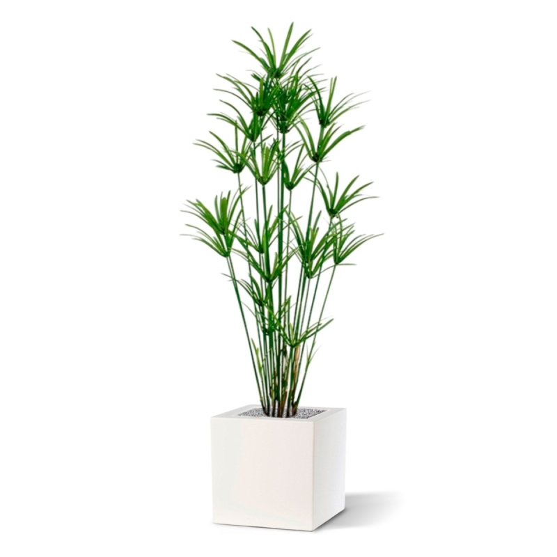 Pianta artificiale Papyrus deluxe 175 cm