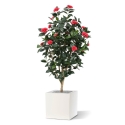 Camelia Japonica Deluxe 150 cm rosa
