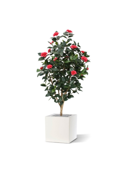 Camelia Japonica Deluxe 150 cm rosa