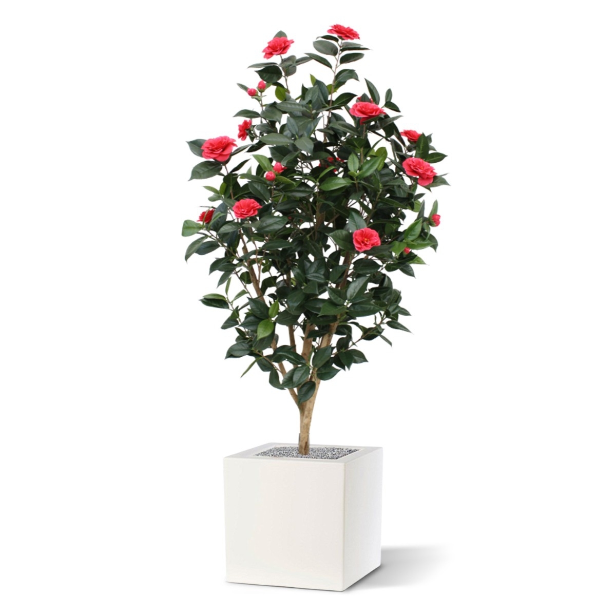 Camelia Japonica Deluxe 150 cm rosa