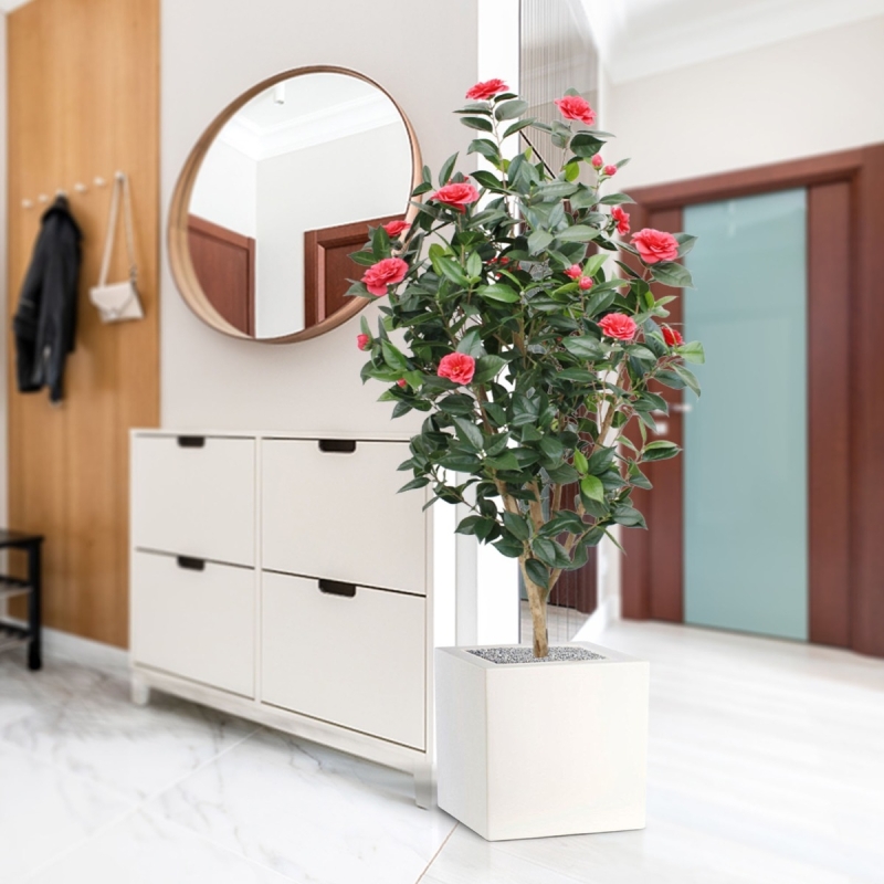 Camelia Japonica Deluxe 150 cm rosa