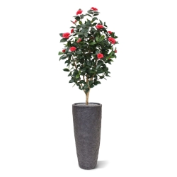 Camelia Japonica Deluxe 150 cm rosa
