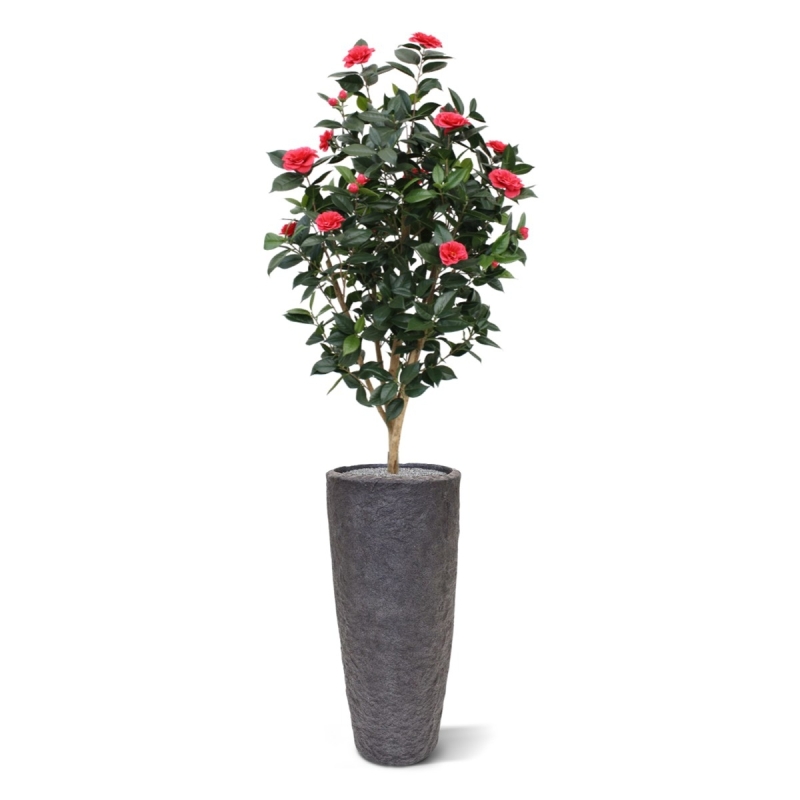 Camelia Japonica Deluxe 150 cm rosa