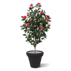 Camelia Japonica Deluxe 150 cm rosa