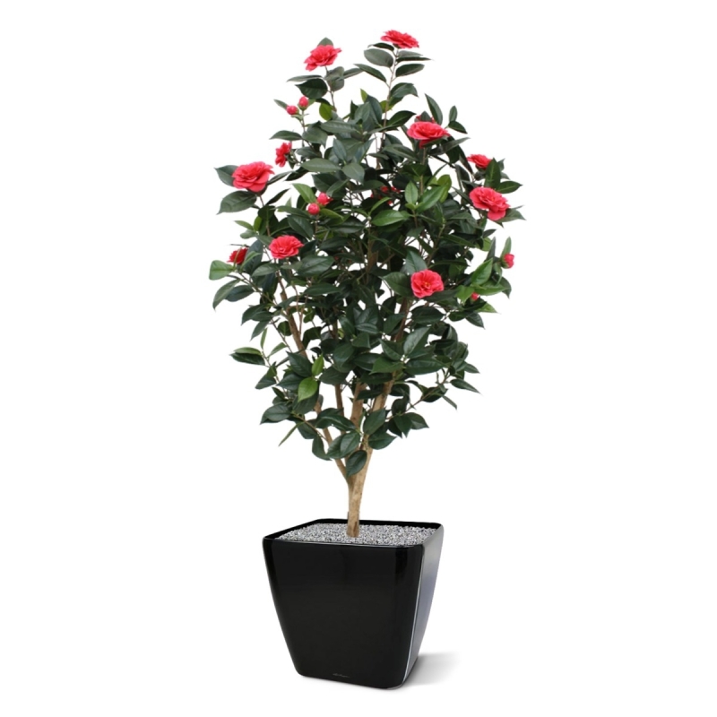 Camelia Japonica Deluxe 150 cm rosa