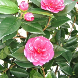 Camelia Japonica Deluxe 150 cm rosa