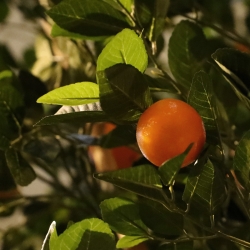 Albero d'arancio deluxe gigante 275 cm