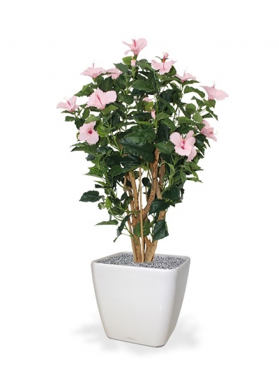 Ibisco Deluxe 100 cm rosa