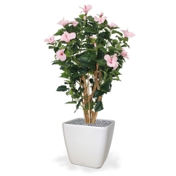 Ibisco Deluxe 100 cm rosa