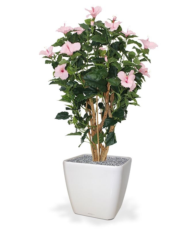 Ibisco Deluxe 100 cm rosa