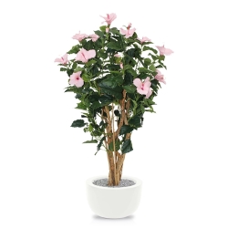Ibisco Deluxe 100 cm rosa