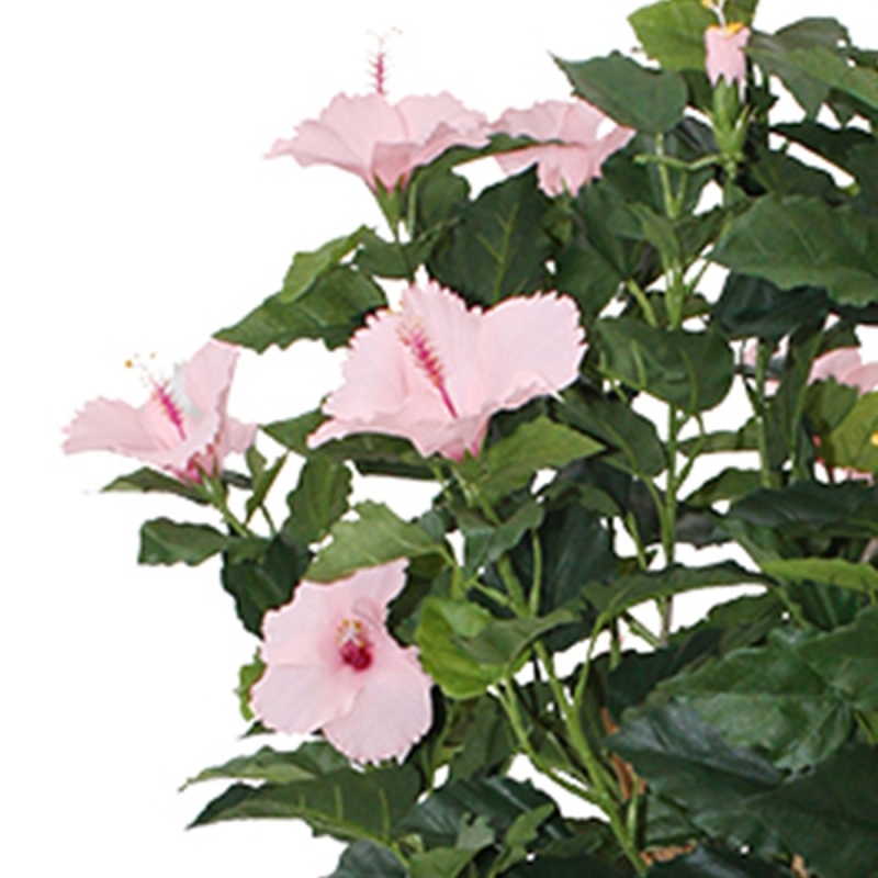 Ibisco Deluxe 100 cm rosa