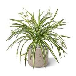 Chlorophytum RT pendente artificiale 45cm
