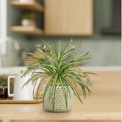 Chlorophytum RT pendente artificiale 45cm