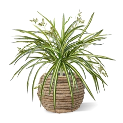 Chlorophytum RT pendente artificiale 45cm