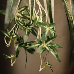 Chlorophytum RT pendente artificiale 45cm