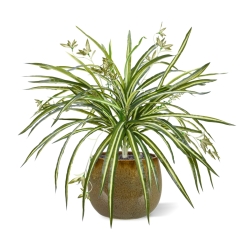 Chlorophytum RT pendente artificiale 45cm