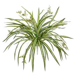 Chlorophytum RT pendente artificiale 45cm